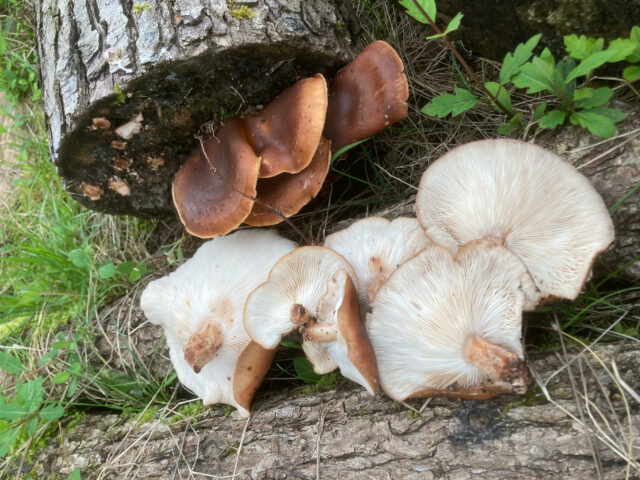 Les enseignements de la nature à La Closerie de la Beyne