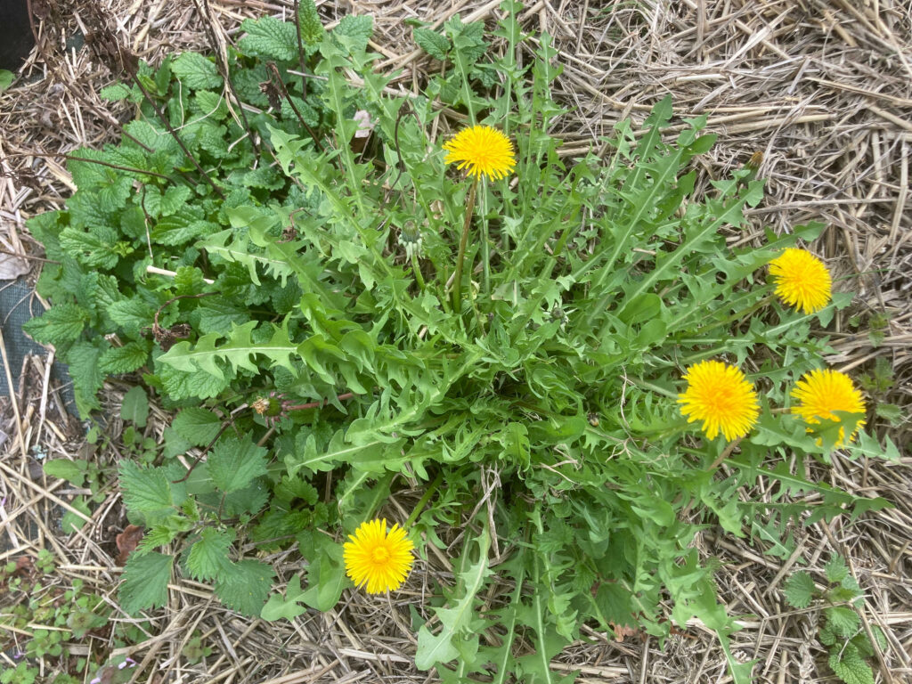 Le printemps est arrivé à La Closerie de la Beyne