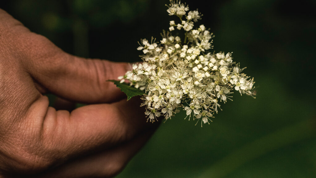 Restaurant description